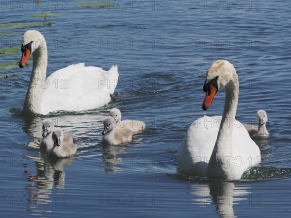 Two swans, Mute Swan (Cygnus olor), with their chicks swimming in the water. Lake Hallwil, Canton