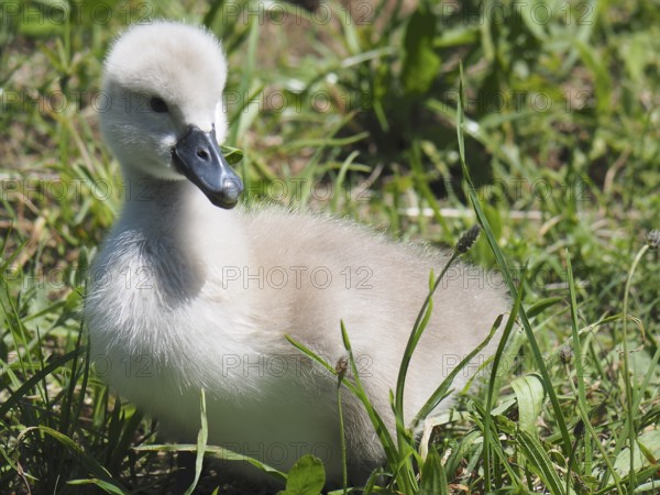 An adorable chick, Mute Swan (Cygnus olor), sits in the grass. Lake Hallwil, Canton Aargau,