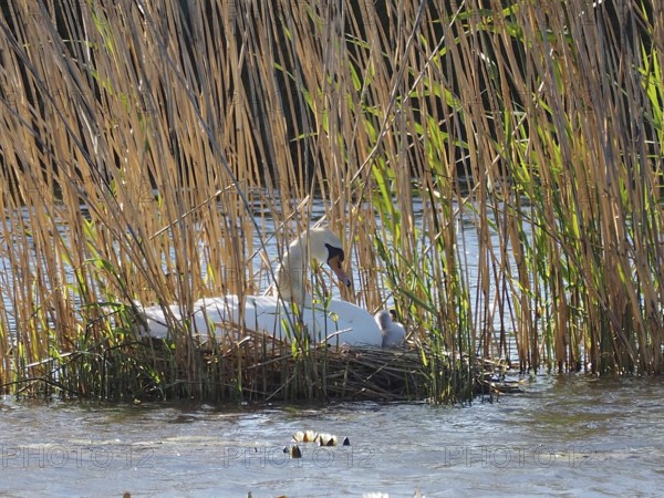 A swan, Mute Swan (Cygnus olor) sits with chicks in the nest, surrounded by reeds in the water.