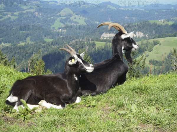 Two goats, domestic goat (Capra aegagrus hircus), relaxing on a green mountain meadow with a wide