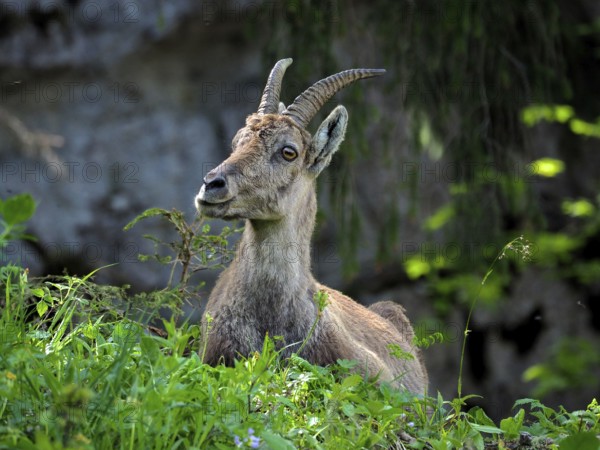 Ibex, Alpine ibex (Capra ibex), looking out of greenery, rock in the background. Creux du Van,