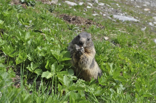 Marmot, Alpine marmot (Marmota marmota), in a green meadow in alpine surroundings. Goms, Canton