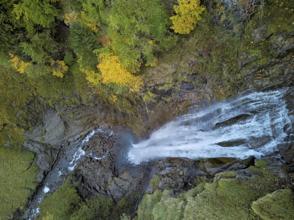 Autumn-coloured sycamore maple (Acer pseudo plantanus), at the Diesbach waterfall, Canton Glarus,
