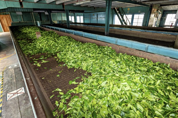 Fresh tea leaves laid out for drying on tapes in a factory, tea factory in the mountains near Kandy