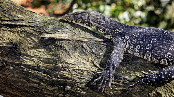 A monitor lizard climbs onto a tree trunk to better explore the surroundings, The picture shows a