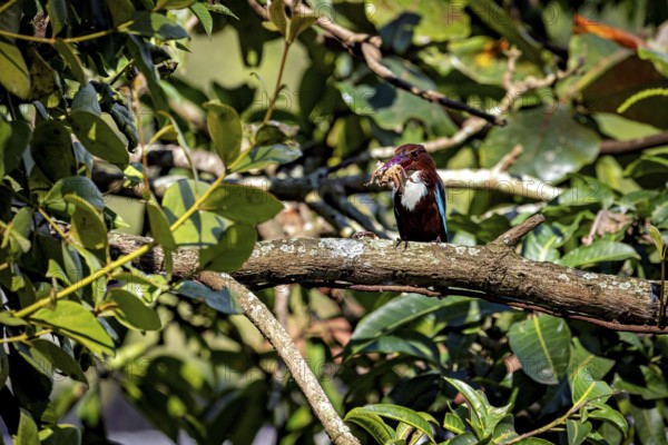 A kingfisher sits on a branch surrounded by lush foliage and holds prey in its beak, The bird in