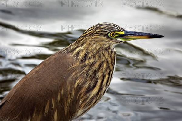 A bird with brown plumage stands in the water, surrounded by a calm natural atmosphere, The picture