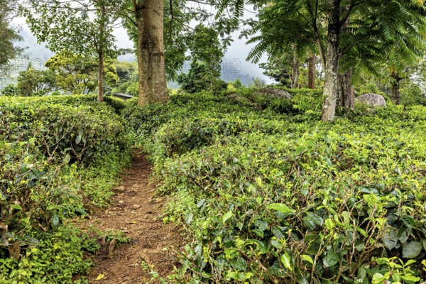 A narrow path through a lush tea field surrounded by tall trees, tea plantations in the mountains