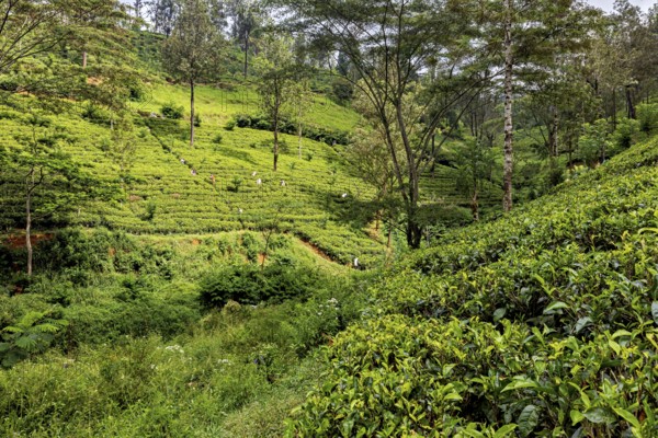 Densely overgrown tea hills with diverse vegetation and forest against a background of trees, tea