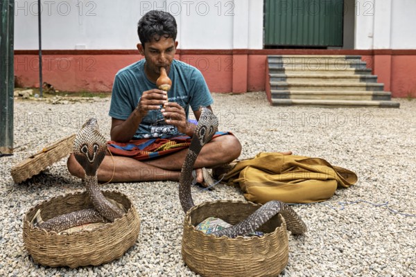 A man plays a musical instrument in front of two baskets of cobras in a cultural performance scene,