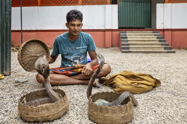 A man sits on a gravel floor with two wicker baskets and two cobras in a traditional performing