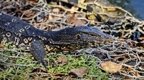 A monitor lizard lying on a pile of leaves on the ground, surrounded by natural structure, The