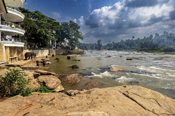 Several elephants stand in the river next to rocky banks and lush vegetation, The elephants of