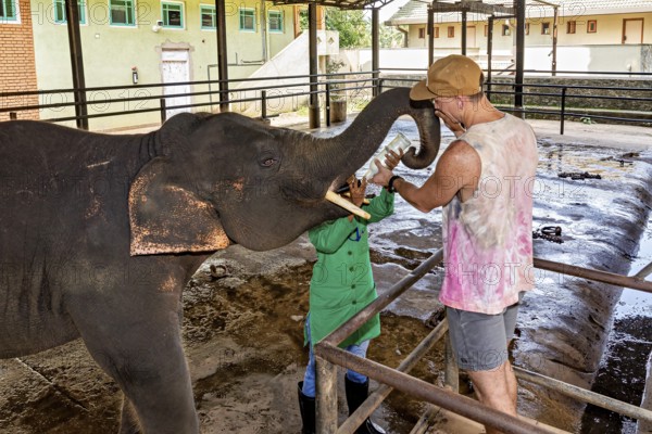 A man feeding an elephant in a zoo or animal park, The elephants of Pinnawala in Sri Lanka (Elephas