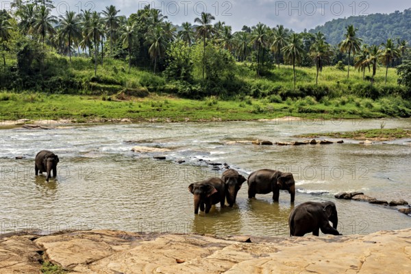 Five elephants in the river, surrounded by green vegetation and palm trees, The elephants of