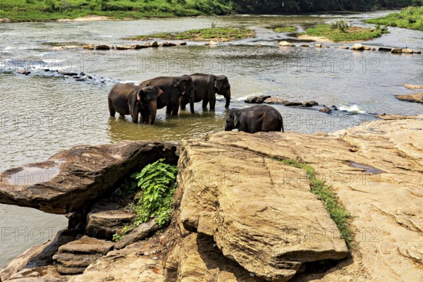 Several elephants stand in the water and on the rocks on the riverbank, The elephants of Pinnawala