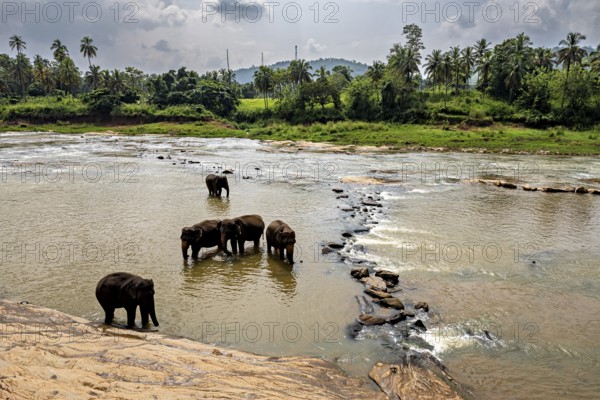 Elephants in the water with palm trees in the background under a cloudy sky, The elephants of