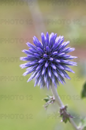 Blue globe thistle (Echinops ritro), flower, ornamental plant in a garden, Wilnsdorf, North