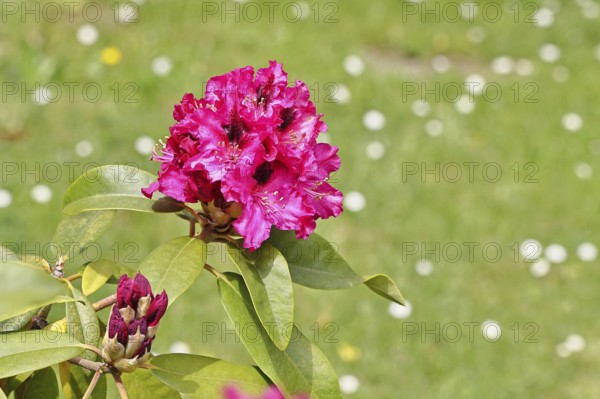 Rhododendron flowers (Rhododendron Homer), red flowers, in a garden, Wilnsdorf, North