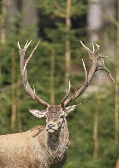 Red deer (Cervus elaphus) in rutting season, capital stag in a forest clearing, animal portrait,