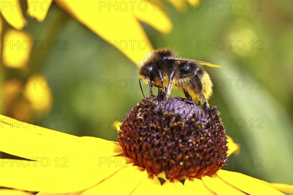 Stone bumblebee (Bombus lapidarius) collecting nectar from a flower of the yellow coneflower