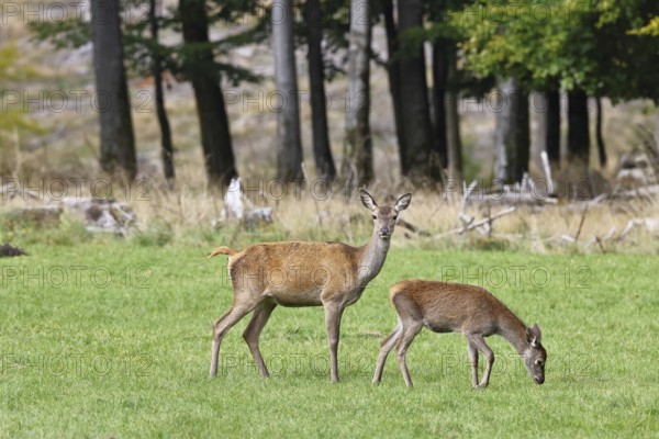 Red deer (Cervus elaphus) female, doe with calf in a forest clearing, wildlife, Sauerland, North