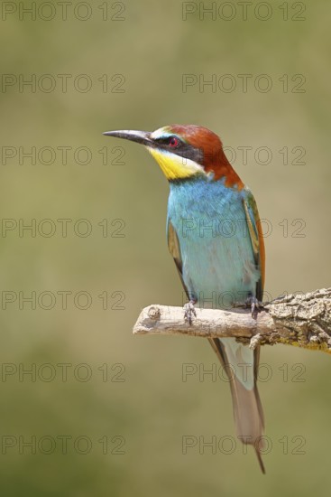 European bee-eater (Merops apiaster) sitting on a branch covered with green lichen, Lake Neusiedl,