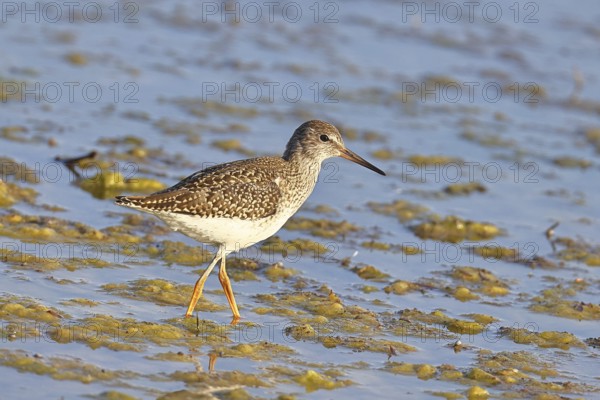 Redshank (Tringa totanus) walking in the silt on the shore, Ziggsee, Lake Neusiedl National Park,