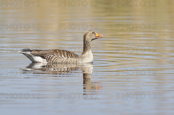 Greylag goose (Anser anser), swimming on a pond, Wagbachniederung nature reserve, Waghäusel,