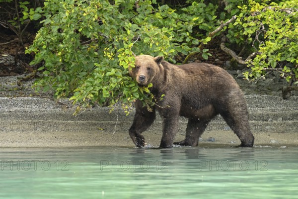 Coastal brown bear (Ursus arctos) strides through the water, Lake Clark National Park