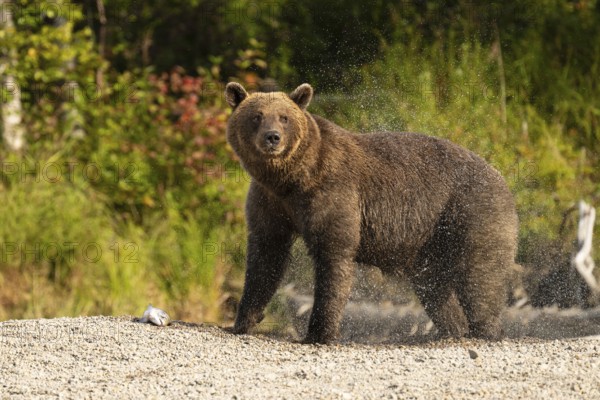 Coastal brown bear (Ursus arctos) standing on the shore and shaking water out of its fur, Lake