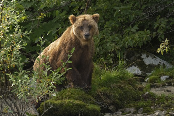 Coastal brown bear (Ursus arctos) standing in the forest, Lake Clark National Park