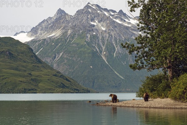 Two coastal brown bears (Ursus arctos) stroll along the shore of Crescent Lake, Lake Clark National