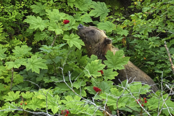 Coastal brown bear (Ursus arctos) standing between tall plants and sniffing berries, Lake Clark