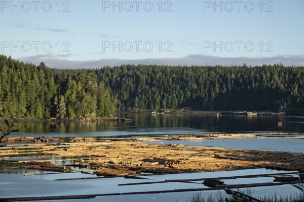 Tree trunks swim as log rafts in the Pacific Ocean, Vancouver Island