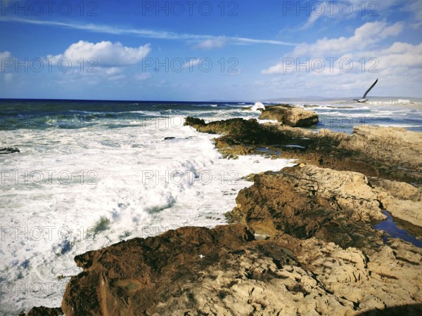 Rocky coast with dramatic swell and a seagull (larinae) and contrasting sky, Morocco