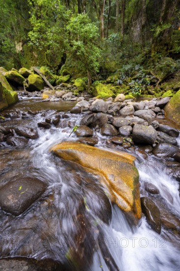Mhlwazini River flows through thick forest, original mountain forest, Rainbow Gorge,