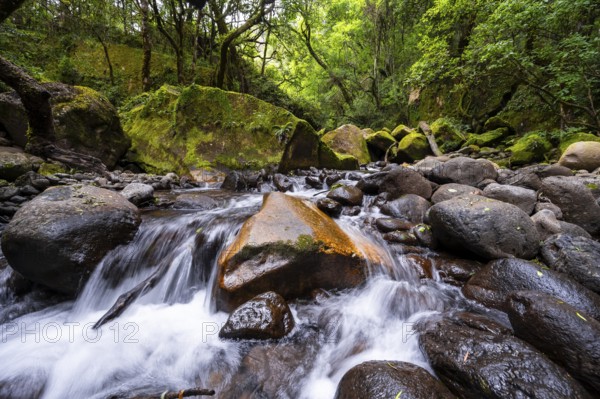 Mhlwazini River flows through thick forest, original mountain forest, Rainbow Gorge,
