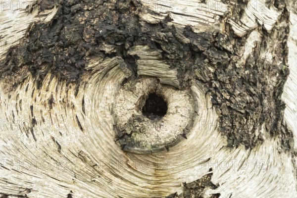 Silver birch tree (Betula pendula) close up of a hole in the bark of the trunk thats looks like an