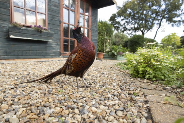 Common pheasant (Phasianus colchicus) adult male game bird on a garden path with a shed in the