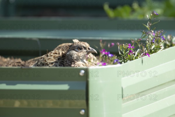 Common pheasant (Phasianus colchicus) adult female game bird on a garden raised bed, England,