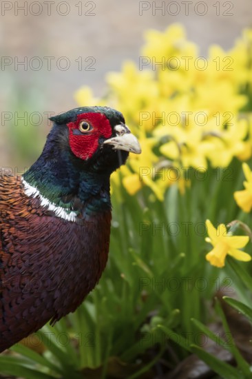 Common pheasant (Phasianus colchicus) adult male game bird in a garden in spring, England, United