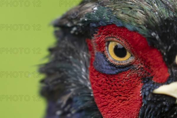 Common pheasant (Phasianus colchicus) adult male game bird head portrait, England, United Kingdom