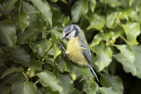 Blue tit (Cyanistes caeruleus) adult garden bird on an Ivy tree branch in summer, England, United