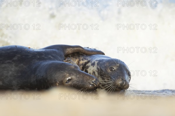 Atlantic grey seal (Halichoerus grypus) two adult seals animals in love hugging in the waves of the