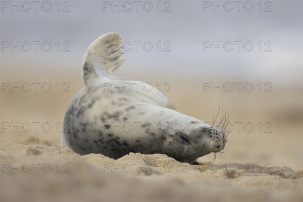 Atlantic grey seal (Halichoerus grypus) adult animal sleeping on a sandy beach, England, United