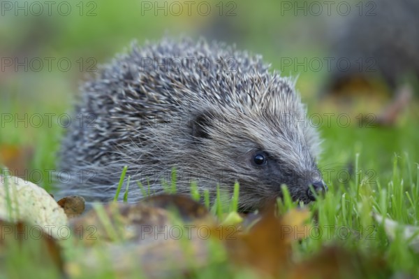 European hedgehog (Erinaceus europaeus) adult animal walking on a garden grass lawn in autumn,
