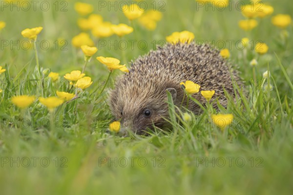 European hedgehog (Erinaceus europaeus) adult animal walking on a countryside meadow with Buttercup