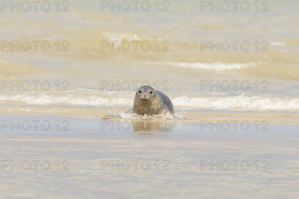 Common or Harbour or Habor seal (Phoca vitulina) adult animal emerging from the sea, England,