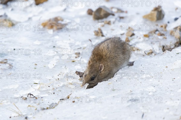 Brown rat (Rattus norvegicus) adult rodent animal searching for food on ice on a frozen lake in
